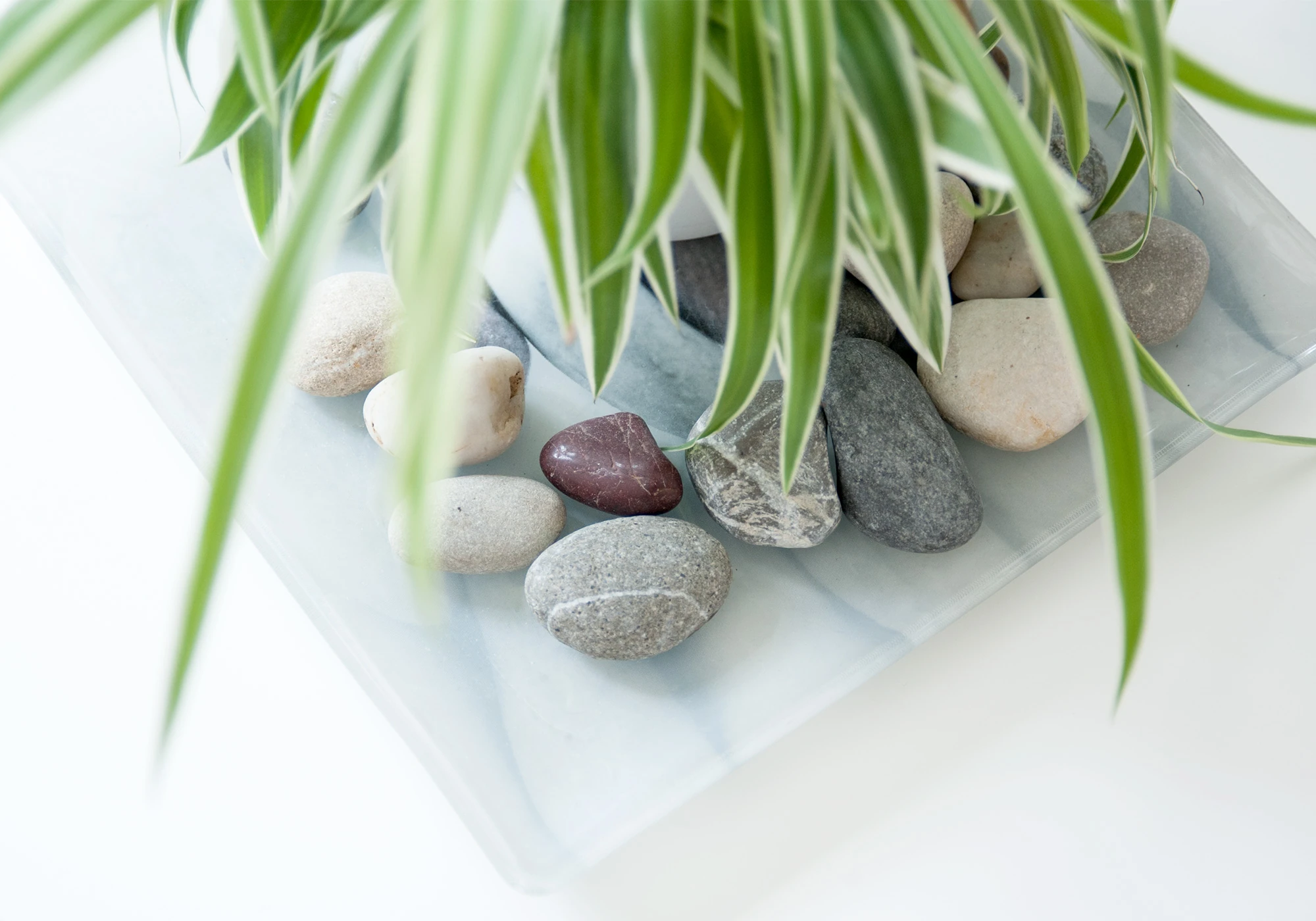 Une plante et des galets dans Zen