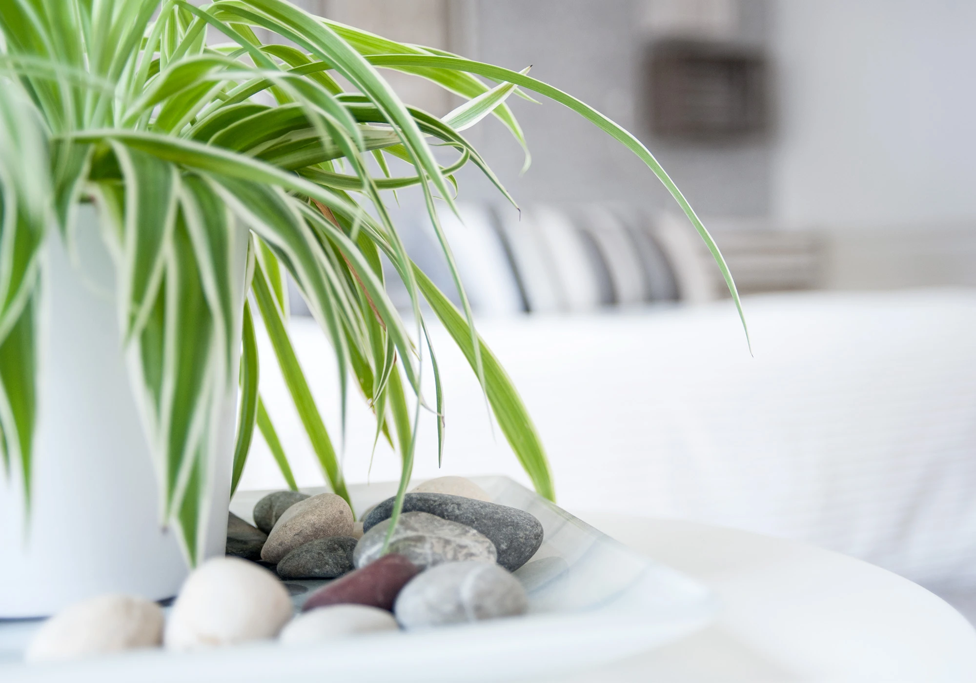Détail de la décoration végétale de Zen